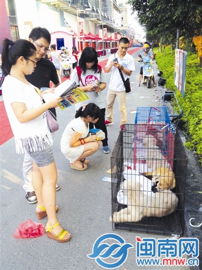 许多市民被可爱的猫狗吸引,想要领养回家