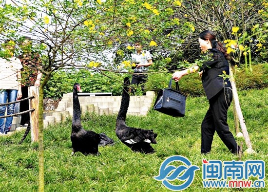 女游客为拍照围堵黑天鹅