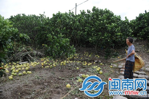 福鼎市一柚子种植场，眼看就要丰收的柚子被风雨打落 