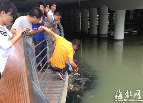晋安河边，市民不顾危险翻栏捞鱼