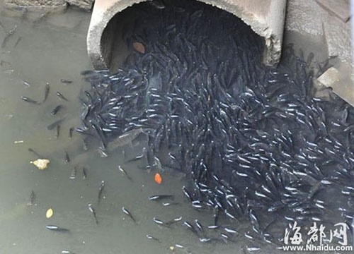 琼东河的鱼，缺氧抬头