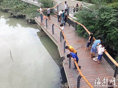 福州内河鱼缺氧抬头 市民趁机捞鱼最高可罚五千