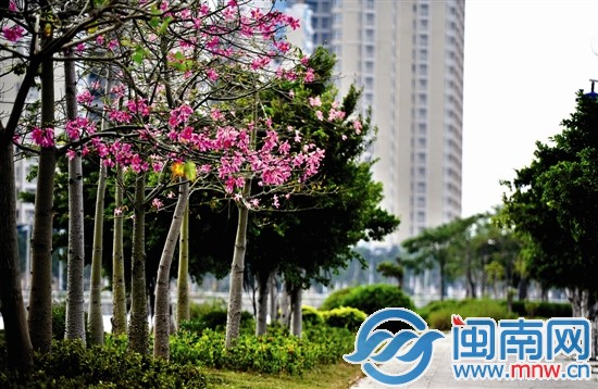 阴沉天空下，一簇粉红色的花朵格外显眼美丽