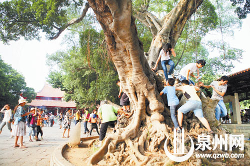 不少游客攀爬到有800年历史的古榕树上拍照留影