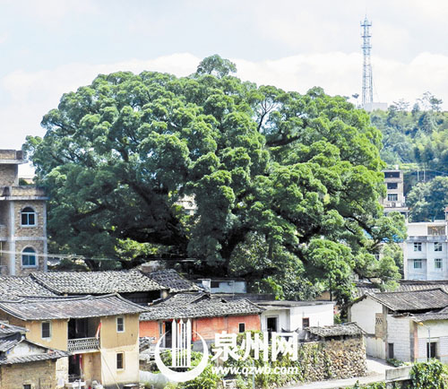 远望像一棵花菜，当地村民称之为“花菜树”。