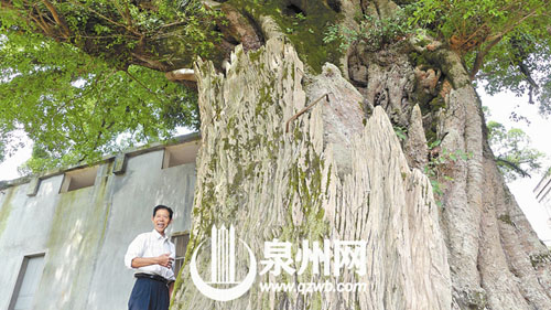 榕树长在樟树中。