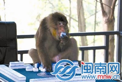 猴子玩起了麻将