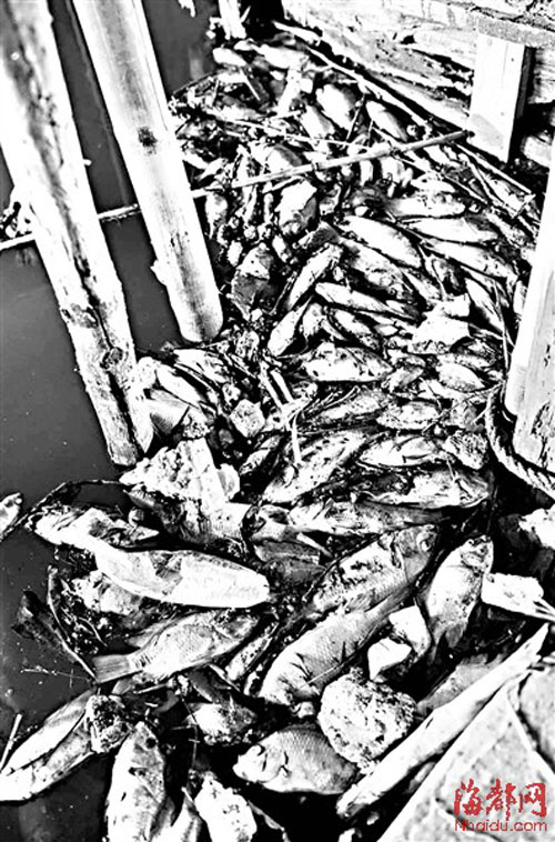 福州洋洽河又现大量死鱼