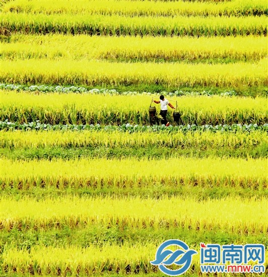 金色乐章