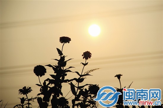 夕阳西下，更待秋花烂漫开