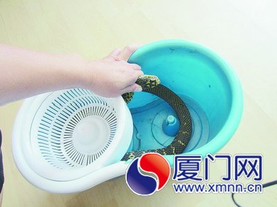 在女厕所里被抓住的蛇