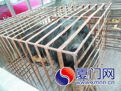 这只成年藏獒双眼泛红