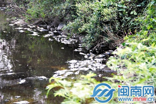 水呈深褐色，死鱼漂在水面上