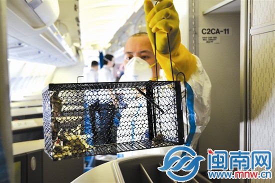 厦门机场局在航空器上捕获一窝幼鼠