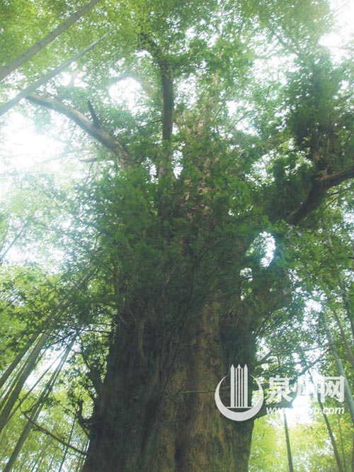 这株红豆杉位于安溪县蓝田乡乌土村7组，估测树龄40 