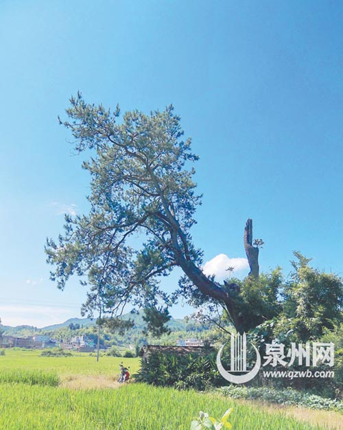 这株马尾松位于永春县介福乡紫美村尾山自然村，估测 