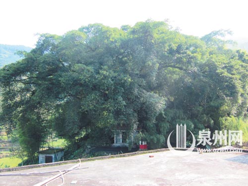 这株榕树位于安溪县大坪乡福美村山脚自然村，估测树 