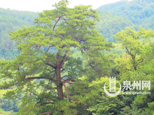 这株马尾松位于德化县南埕镇高际村，估测树龄200年 