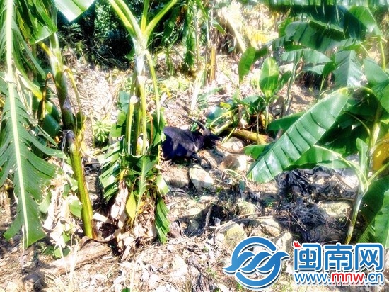 罗源“围剿”伤人疯牛