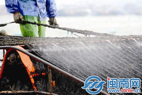 渔民拉起做好标记的尼龙绳，配合收割机采割