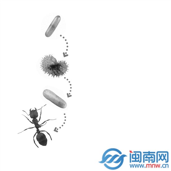 30多天航程刚好够红火蚁的孵化时间