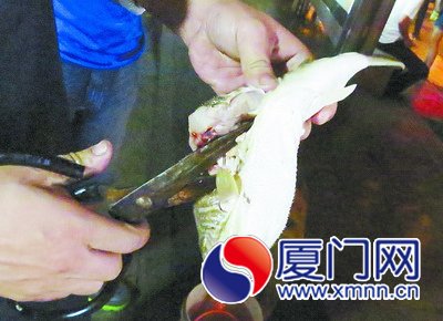 宰杀一条河豚鱼不到两分钟