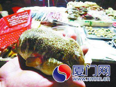 这条河豚鱼开价50元