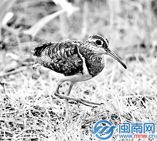 彩鹬