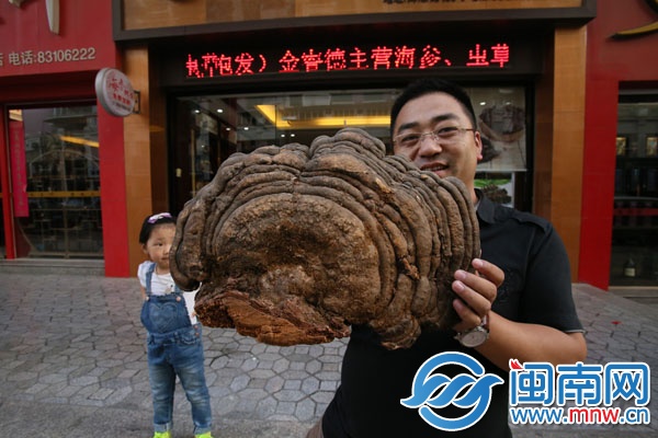 姜先生展示他的大灵芝