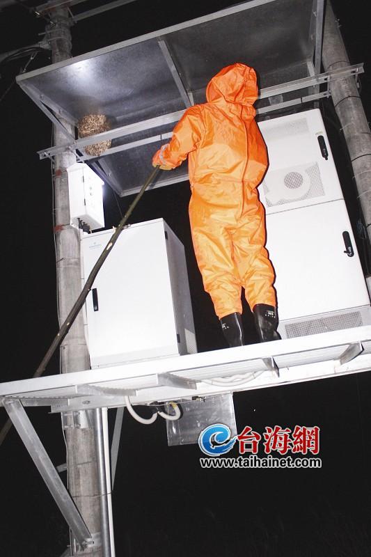 维修工犯愁 马蜂安家发射塔