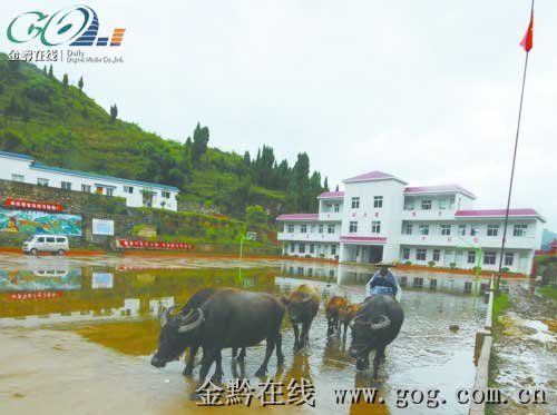 落北河中学可以随意出入。10月2日，一农民赶着牛经 