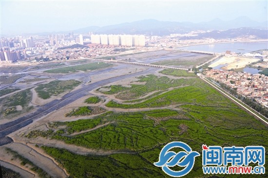洛阳江和周边的红树林