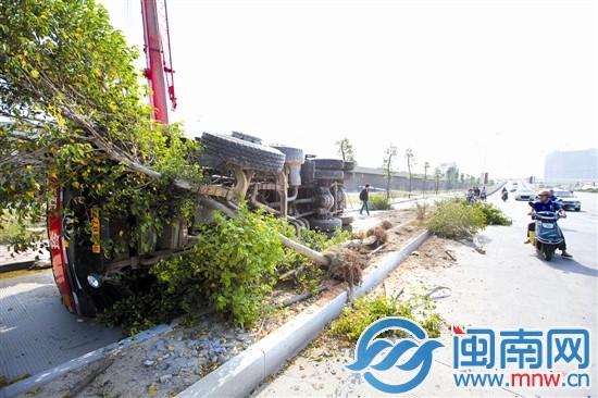 撞到5棵绿化树，挂车卧趴路旁