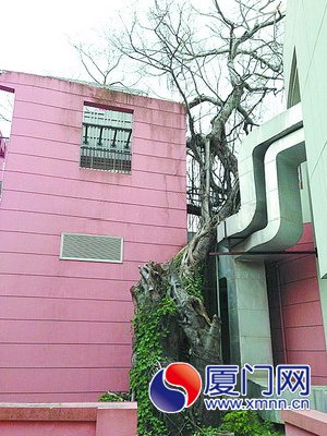 鼓浪屿音乐厅后面的417岁老榕树。