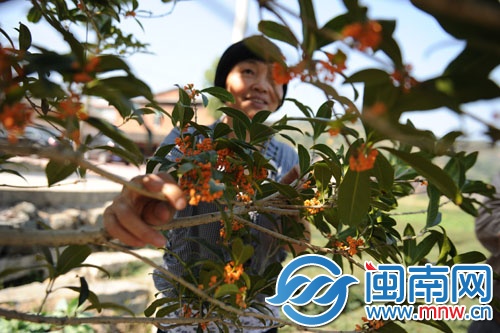花缀满枝头