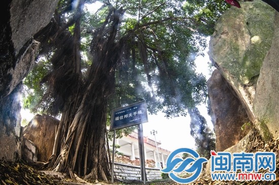 福住邦夫在郑成功纪念馆亲手种下的榕树