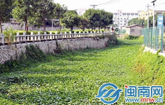 后田沟被野生植物遮盖得严严实实