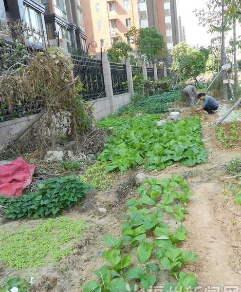 金港河畔长达百米绿地被破坏　附近居民抢地种菜