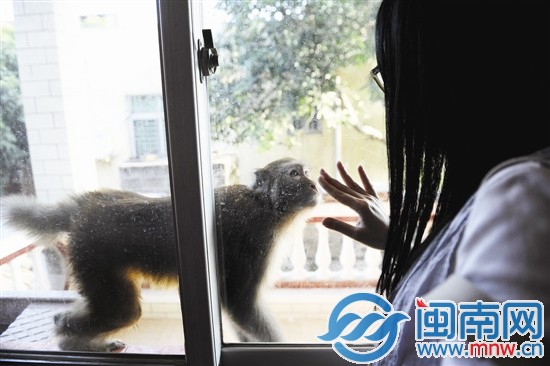 母猴会敲门窗，但从不进屋