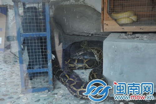 电暖器已经开启，给蟒蛇加热取暖