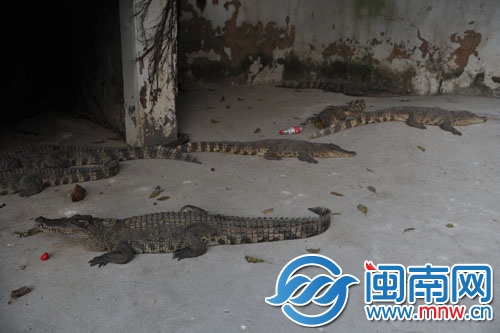鳄鱼最近也越来越不喜欢到水池玩耍了