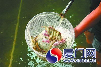 捞起的死虾颜色明显比正常虾白