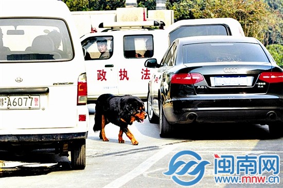 藏獒在三辆汽车围堵下仍闲庭信步