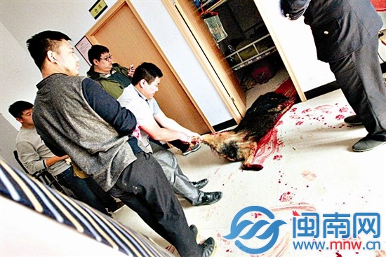 执法局工作人员将被击毙的藏獒从房间内拉出