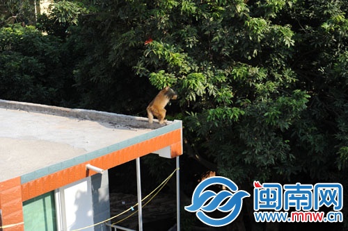 看到大家去找它，撒腿就跑