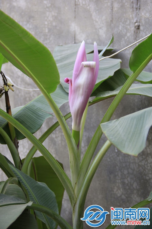 香蕉莲花