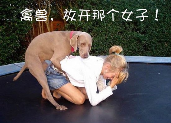 禽兽