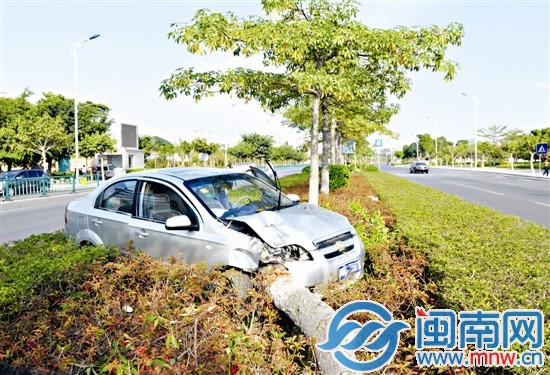 一棵绿化树被撞倒