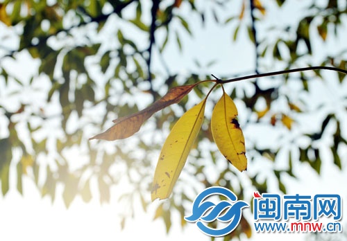 阳光透过树叶照在人身上，让人感觉暖和