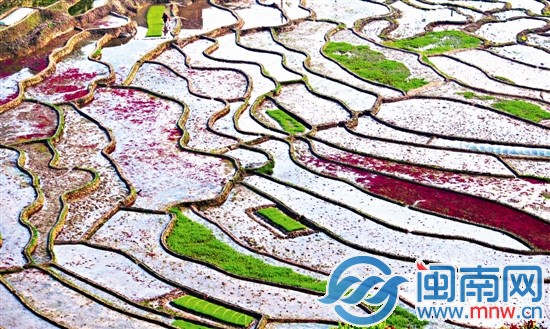 春分育秧